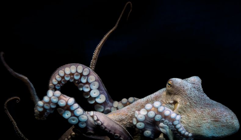 Brown and grey octopus in the deep sea