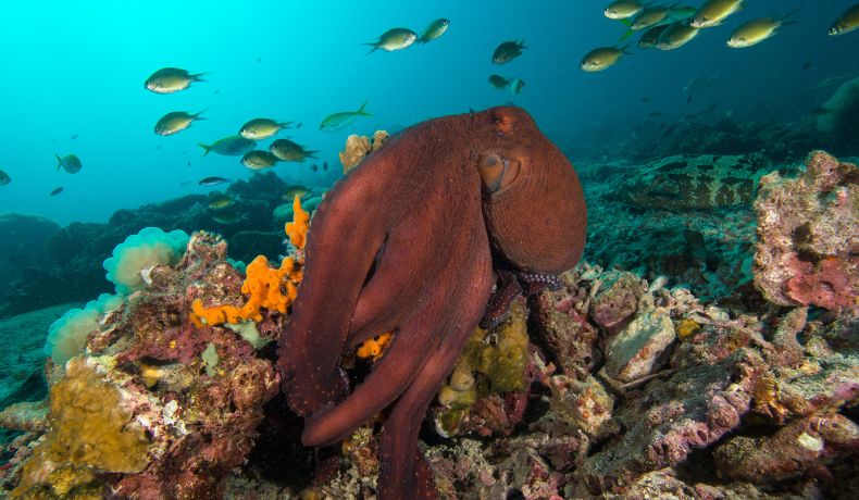 Orange coloured octopus amonst fish and coral