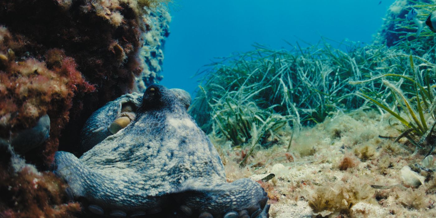 A blue octopus resting on the rocky seabed, surrounded by sea vegetation and coral.
