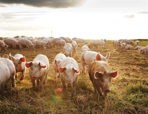 De nombreux cochons marchant dans une prairie ensoleillée