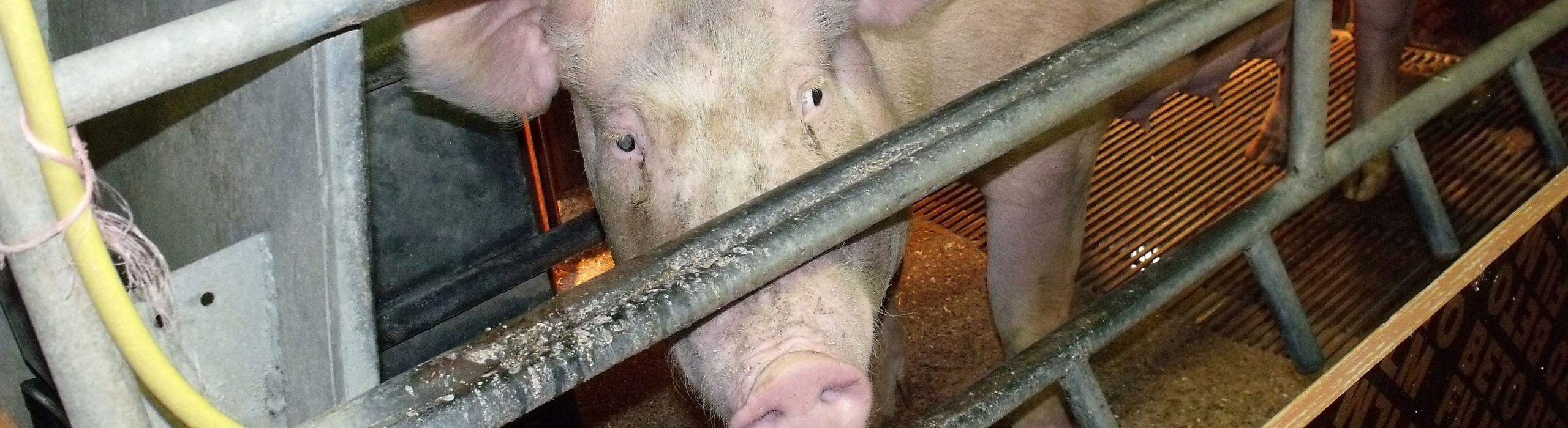 Pig locked in tight farrowing cage.