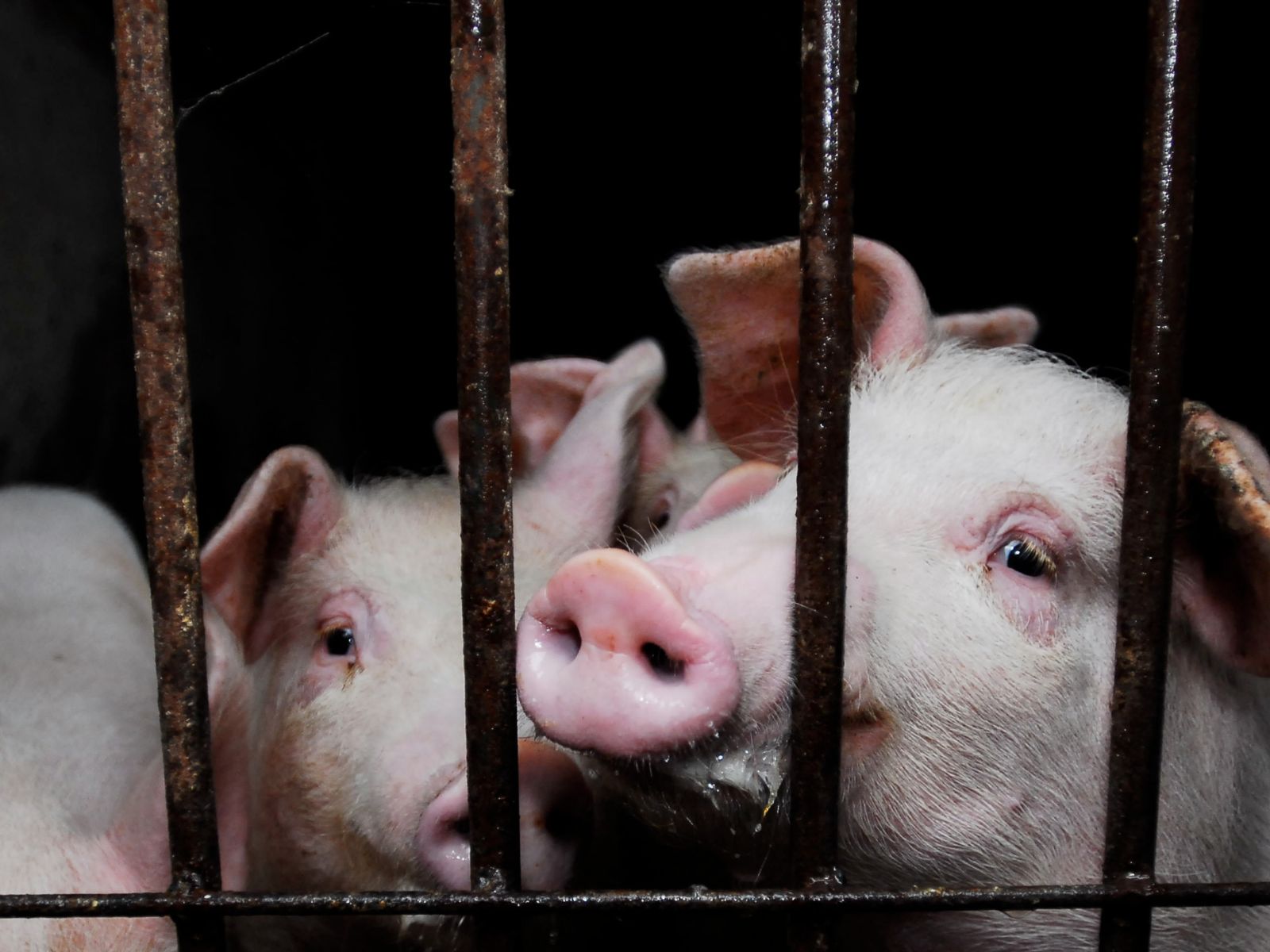 Close up of two pigs looking through bars