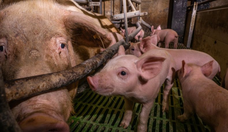 A sow in a farrowing crate with her piglets beside her