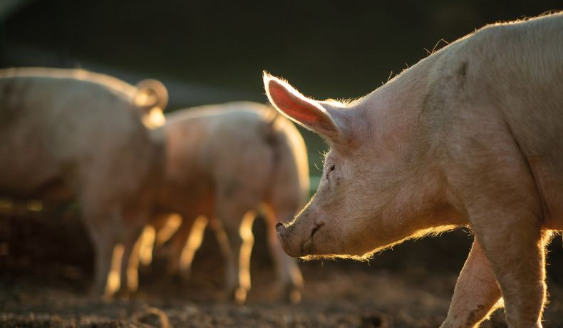 Pigs outside with golden light on them