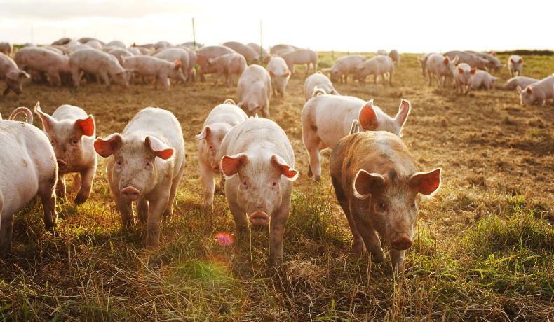 Pigs outside where they belong