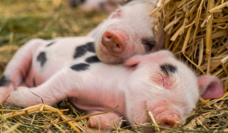 Two piglets asleep on hay