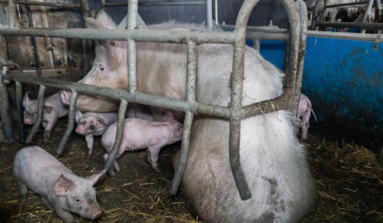 A mother pig in a cage with little room for nursing her piglets