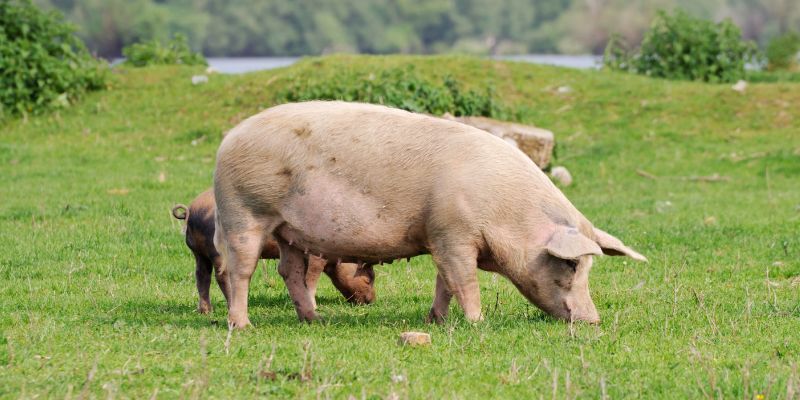two pigs utside with a lake and trees in the background