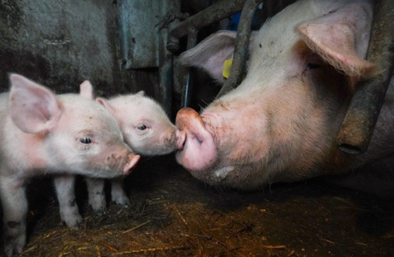 Two piglets snout to snout with their mother who is laying down trapped in a cage 