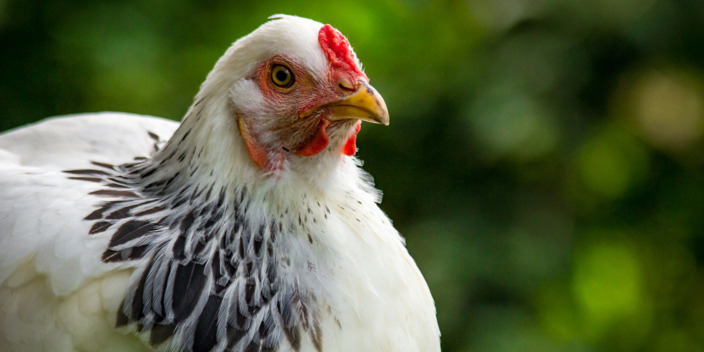 Healthy looking chicken outdoors in natural sunlight, surrounded by lush greenery.