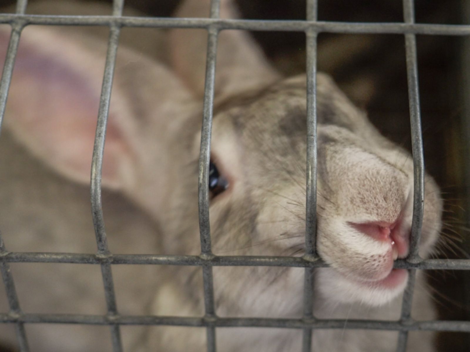 A brown rabbit trapped in a dirty cage chewing at the bars