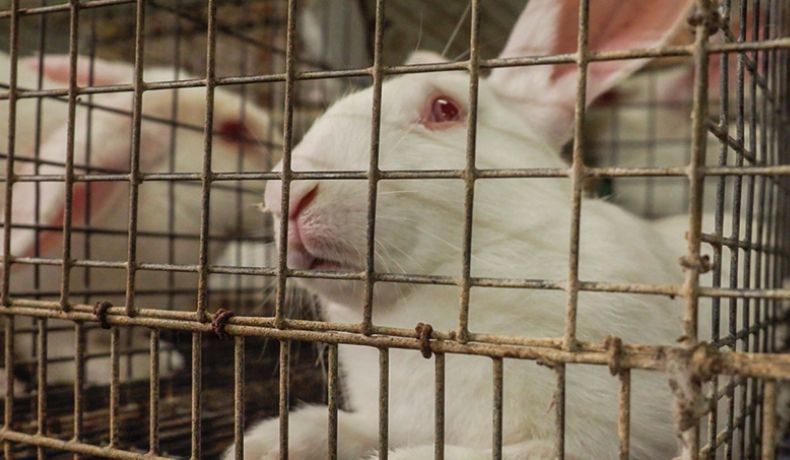 Close up of a rabbit in a cage with little space