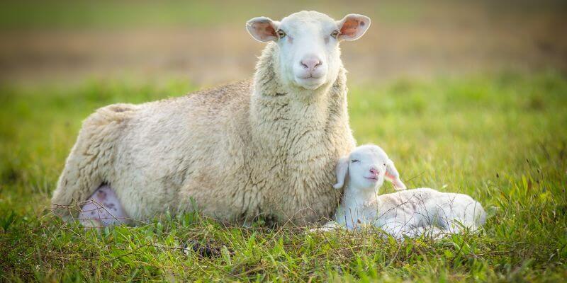 A ewe and her lamb layimg down in a grassy field on a sunny day