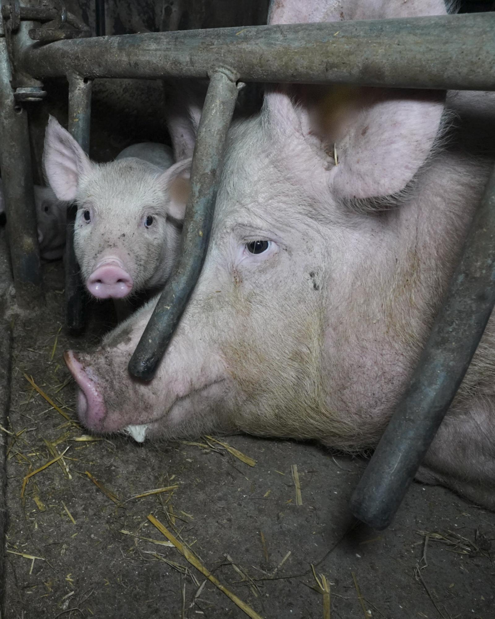 Une truie et son petit dans une cage