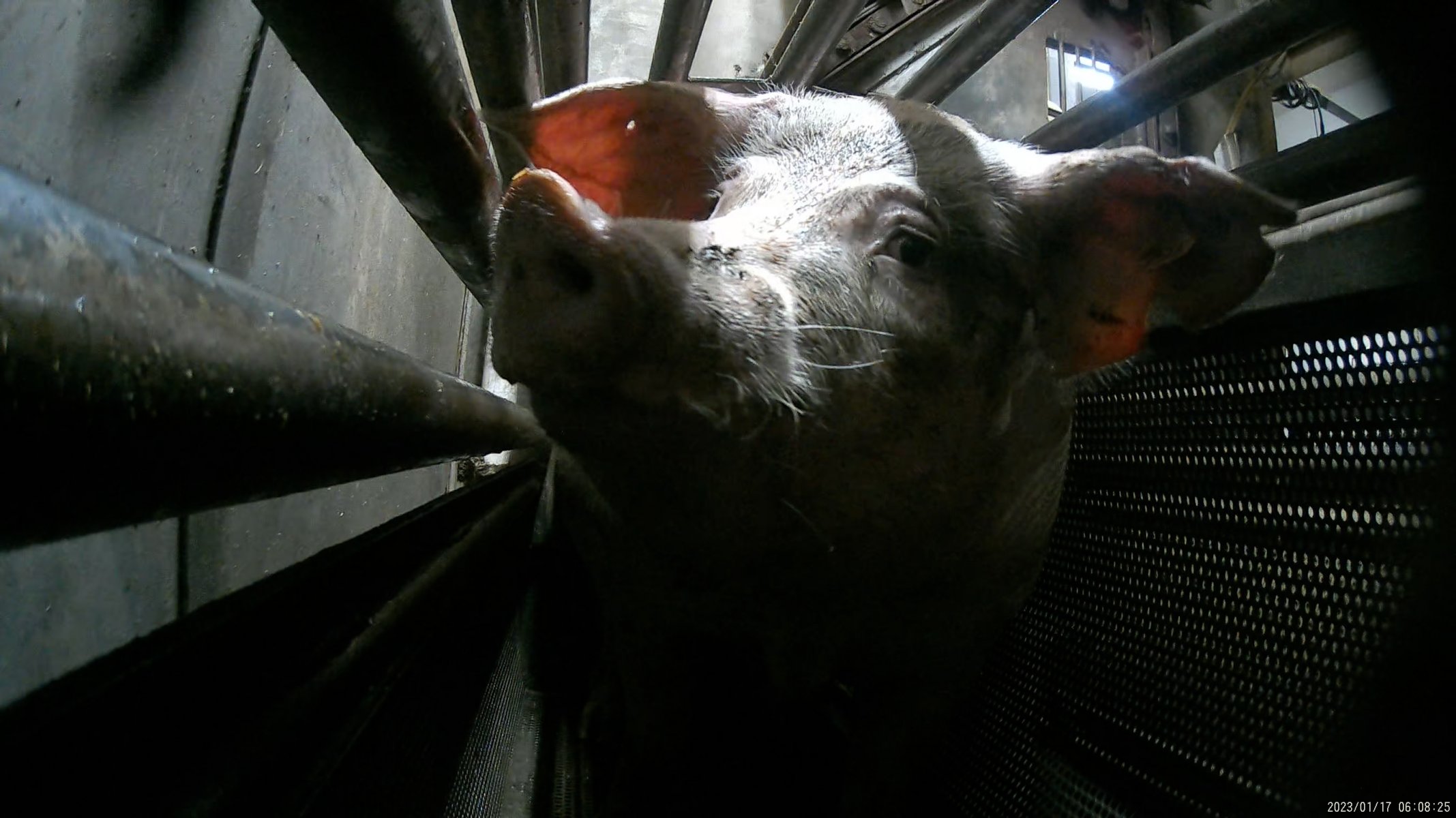 Mother pig trapped in a small dark cage awaiting slaughter by CO2 gas.