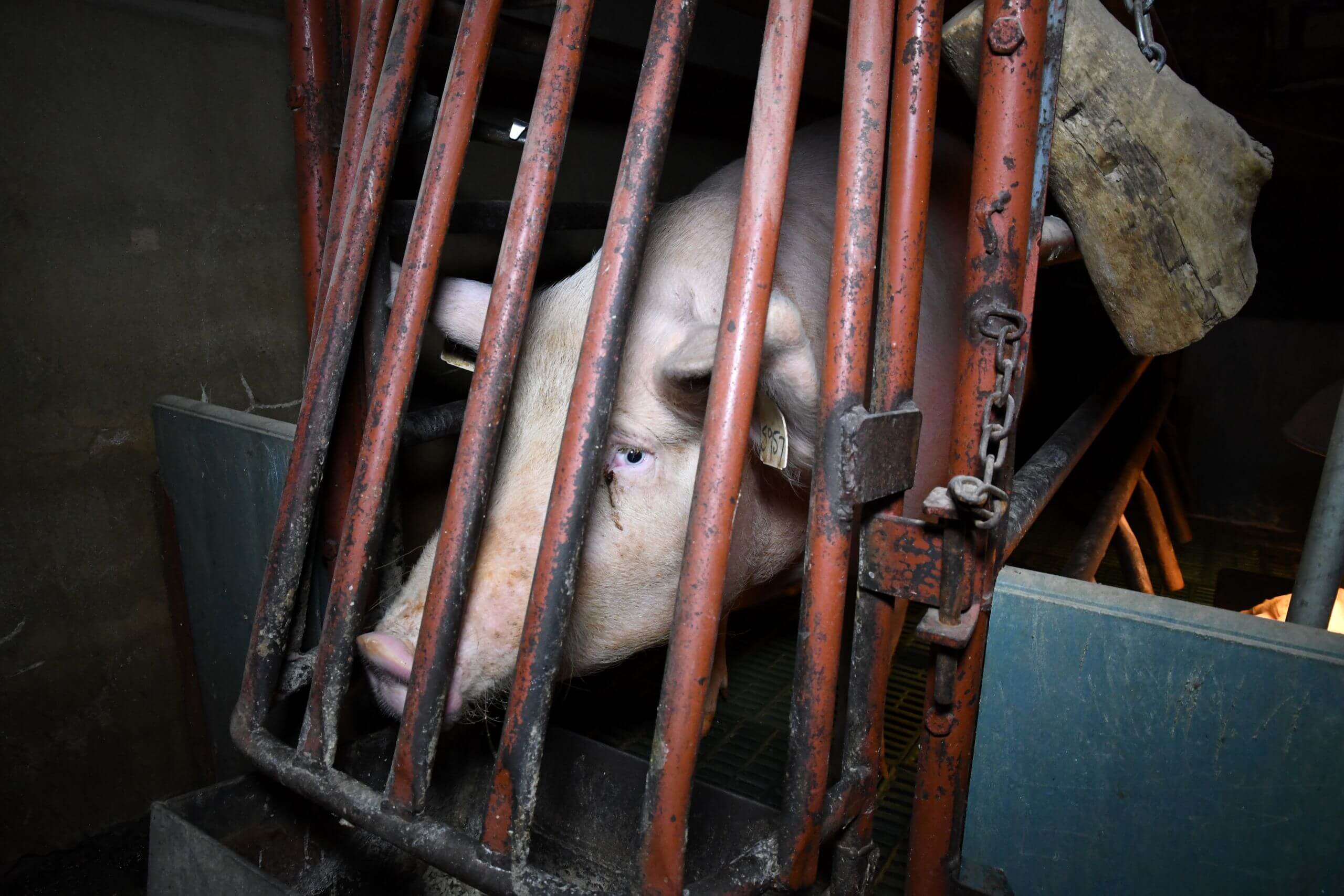 Sow in farrowing crate.