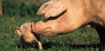 A sow putting her nose up to a piglet in a field