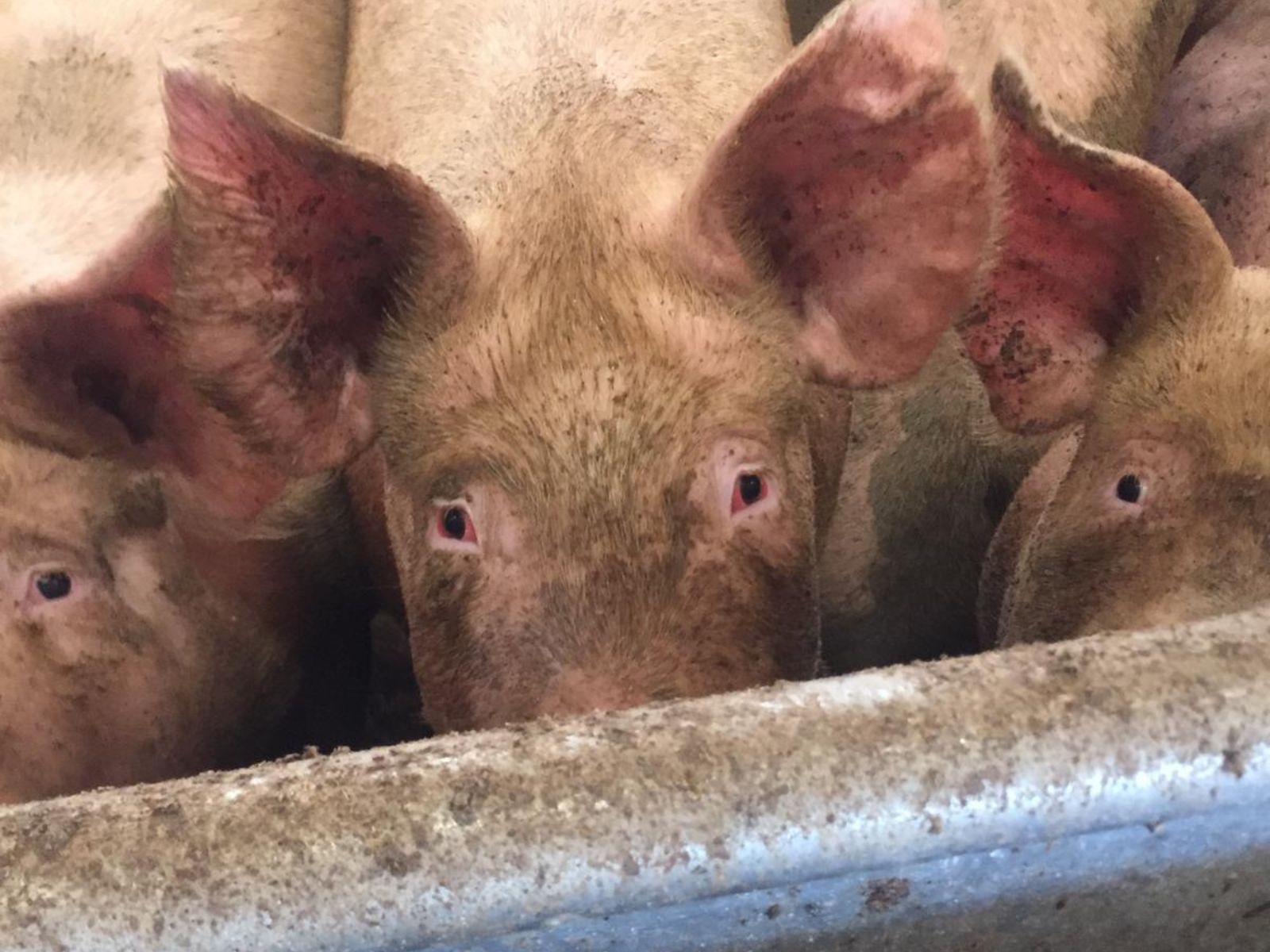 Pigs looking up through bars of their cage