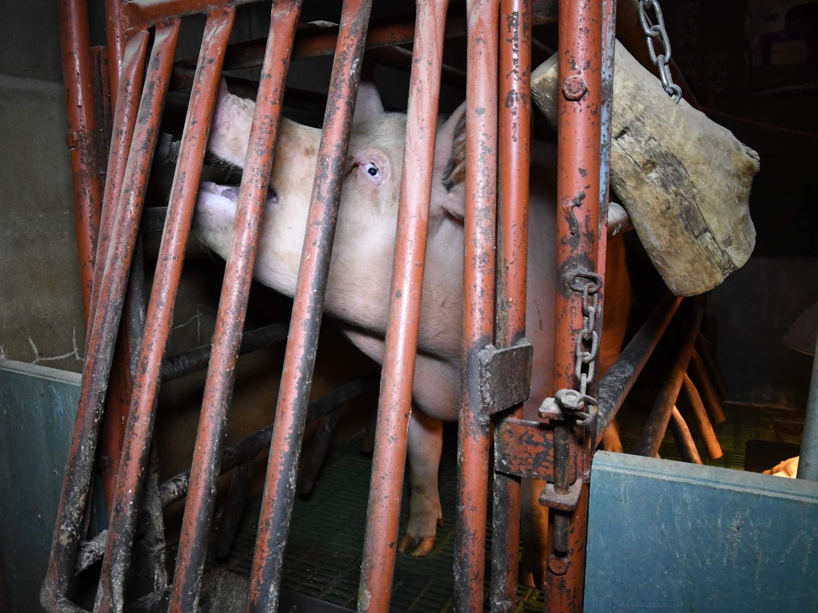 A mother pig confined in a narrow cage.
