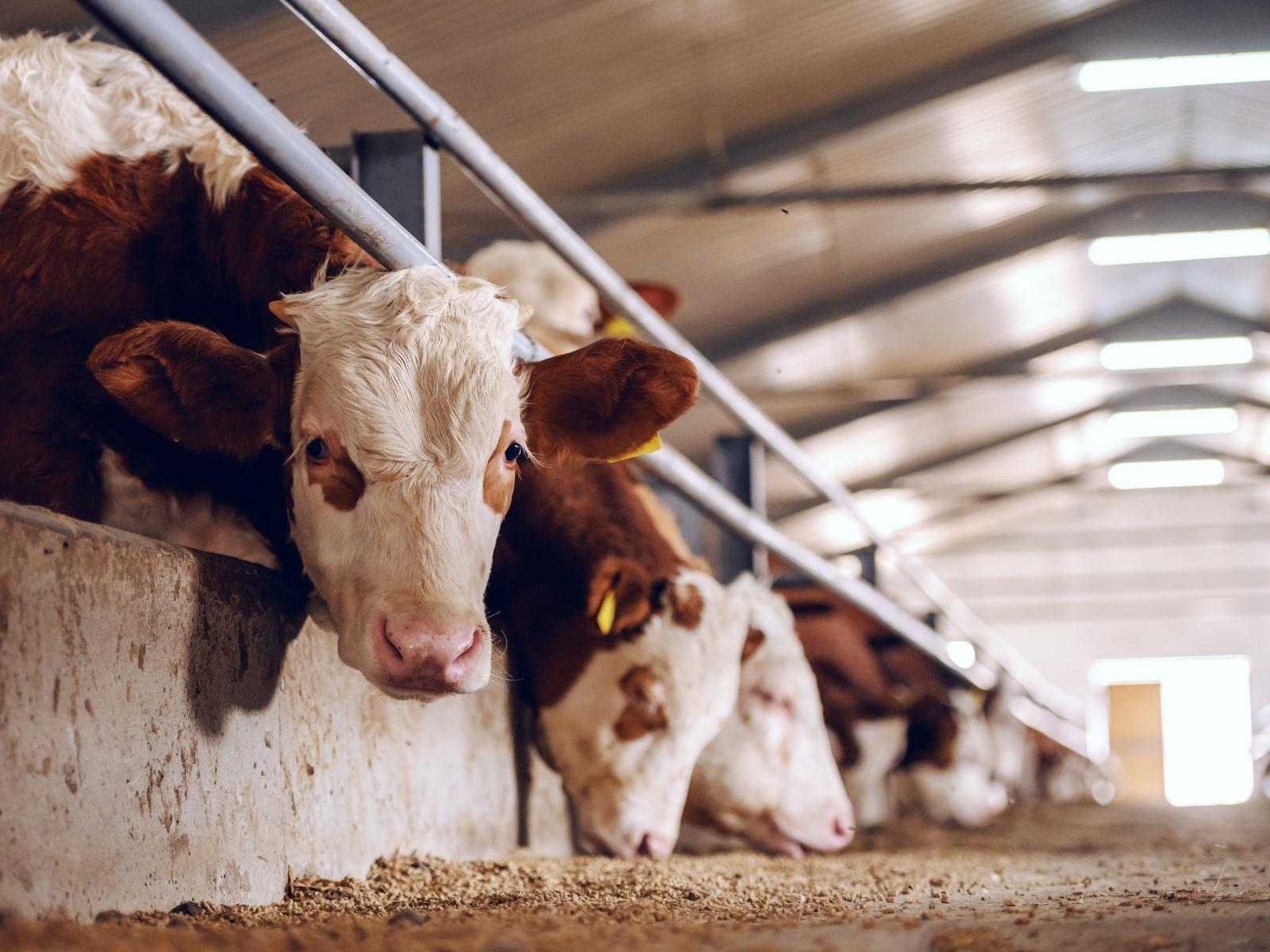 A line of cows eating feed with one looking straight into the camera. 