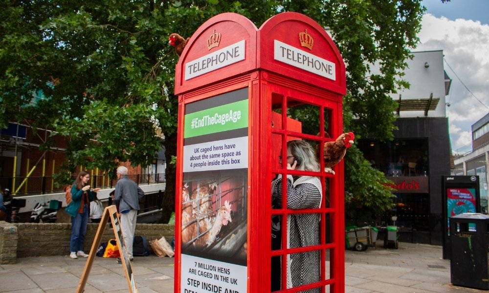 half a red phone box with CIWF #endthecageage advert on the side and a plush chicken sticking out of the top of it. Inside the phone box stands a women.