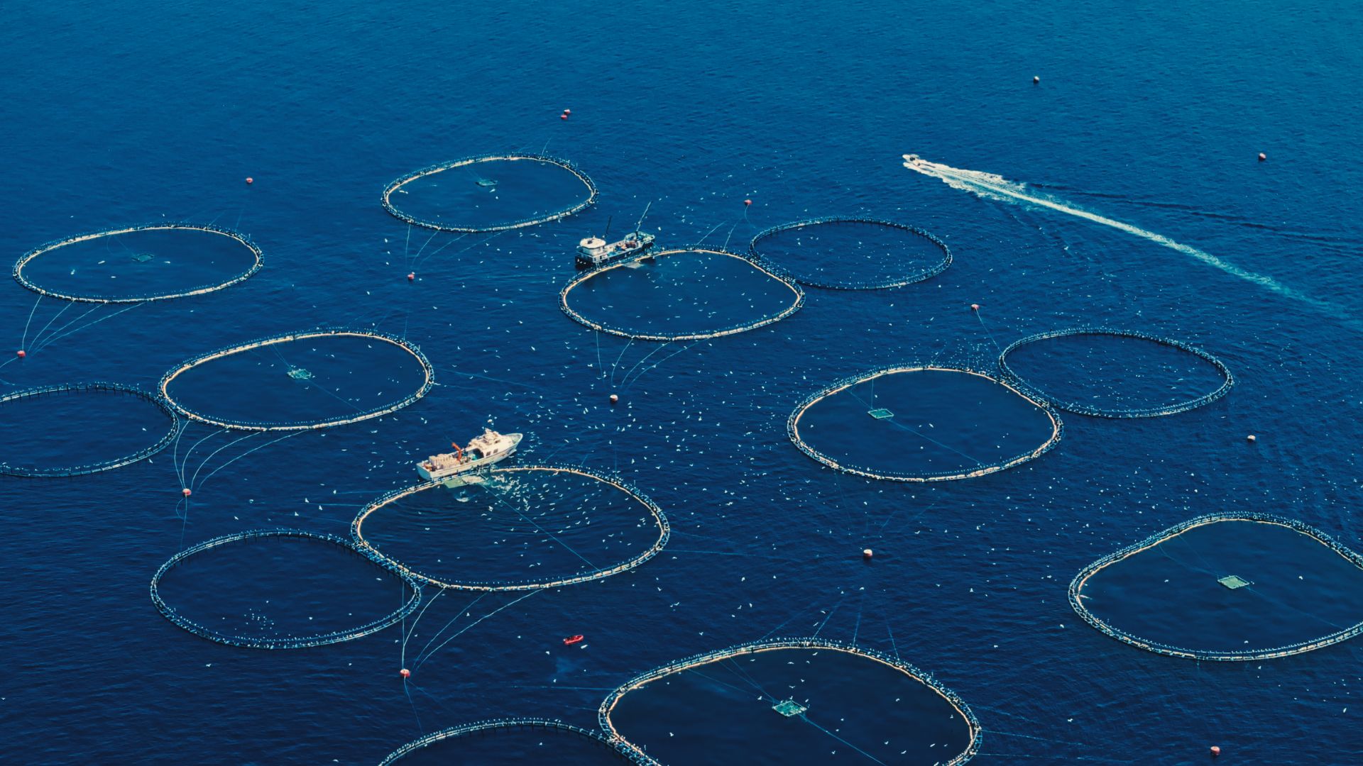 Aerial view of circular offshore sea cages used for tuna farming.