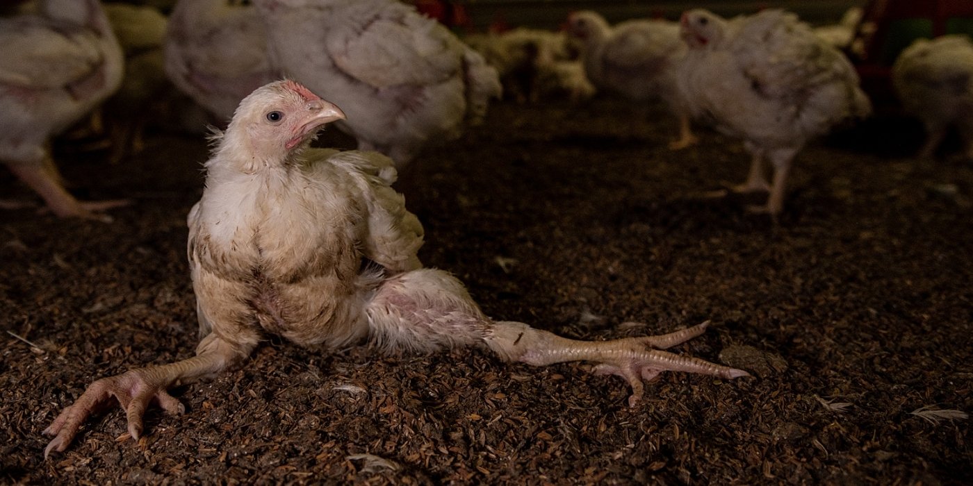 A broiler suffering from feather loss and lameness. 