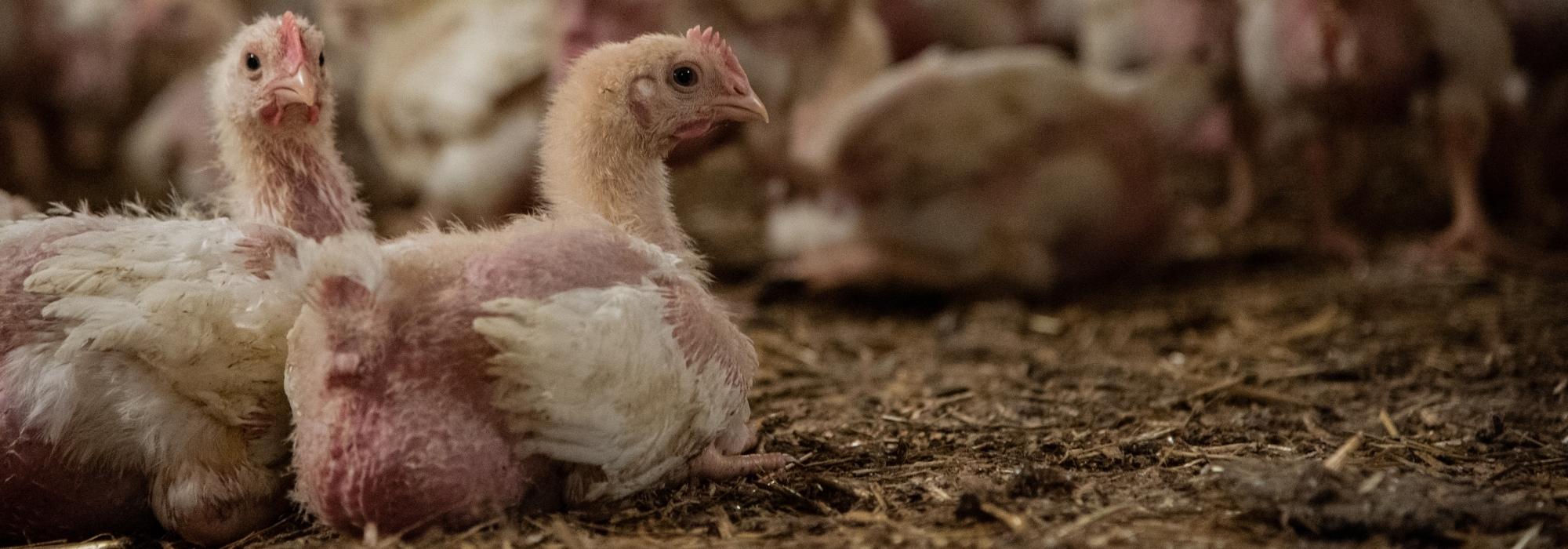 Fast growing chickens with many missing feathers. 