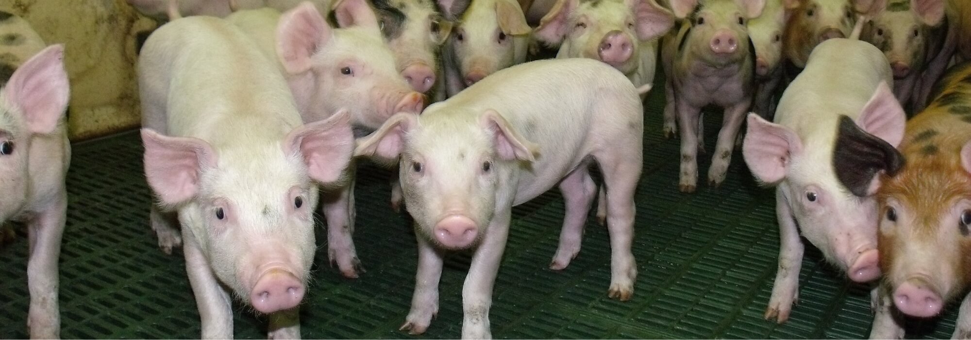 Lots of pigs crammed together on slats