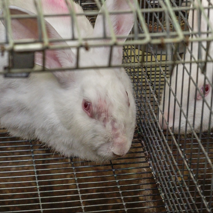 white rabbit trapped in a cage