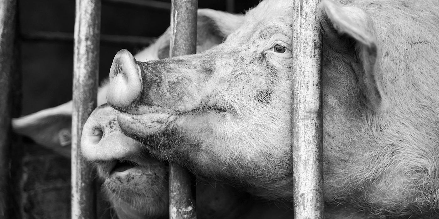 pigs pushing snouts through bars of their pen