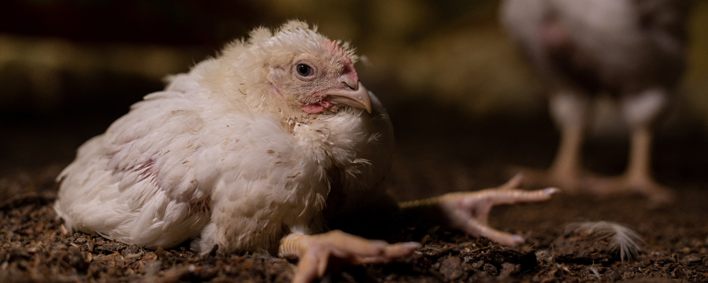 Broiler chicken on a factory farm