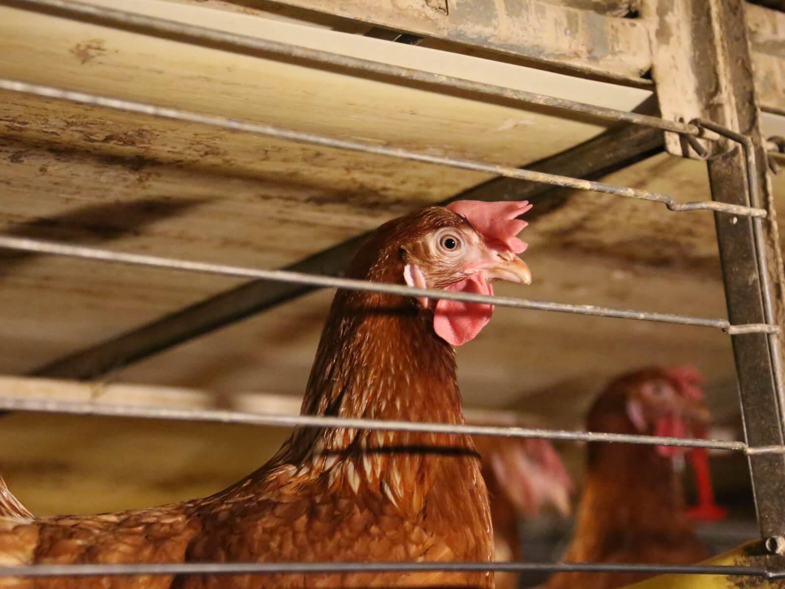 Hens trapped in cages with little space