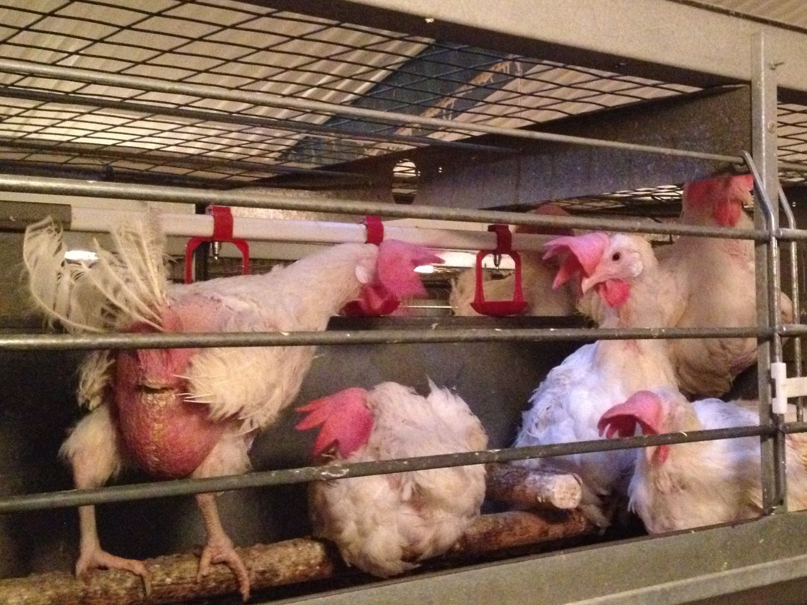 Hens with feathers missing trapped in cages with little space