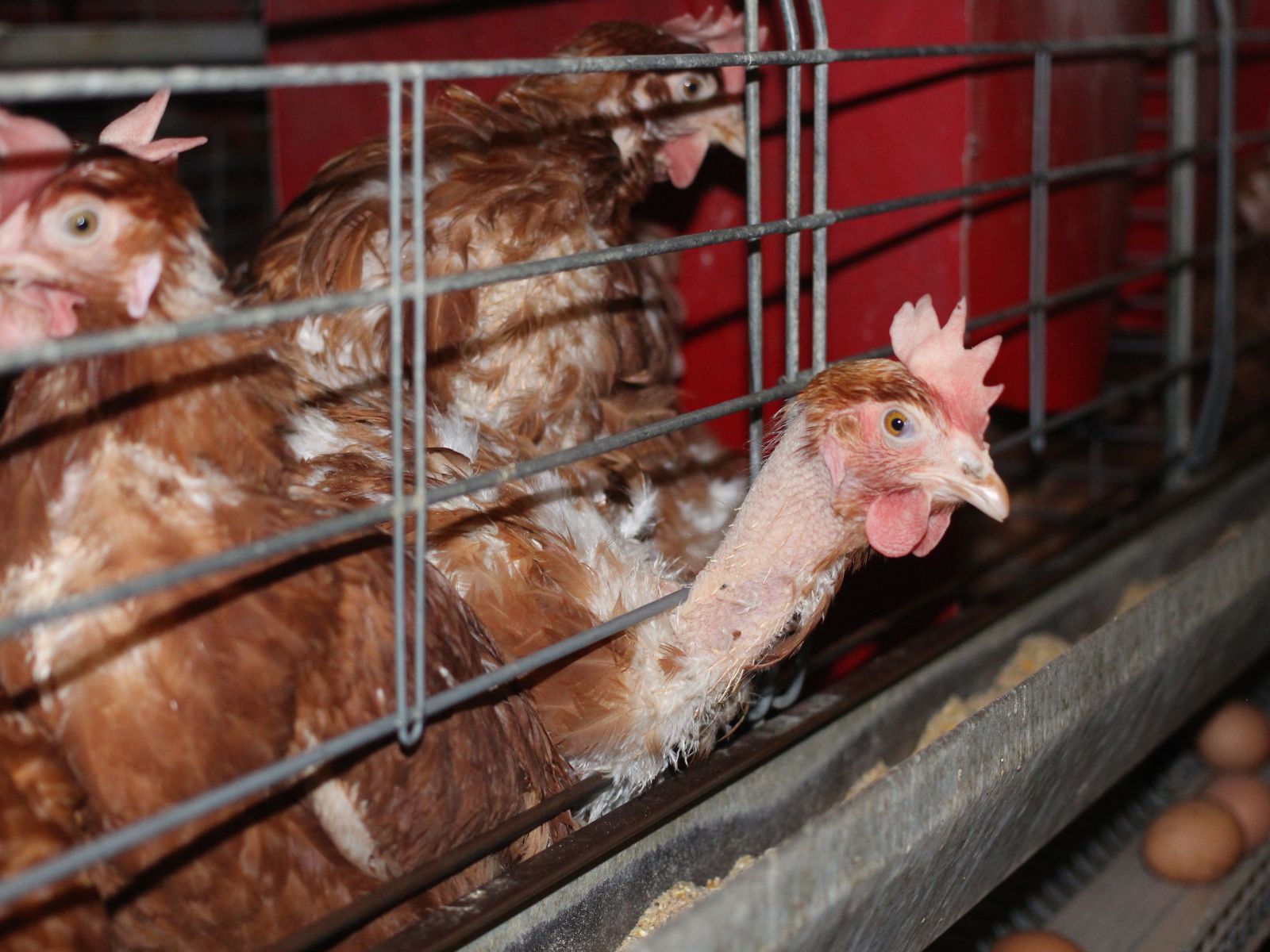 Hens trapped in a cage with feathers missing 