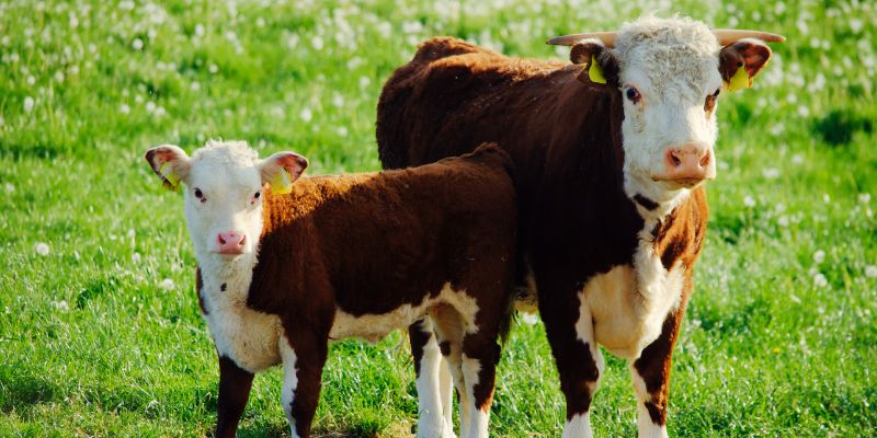 Two calves outside on a sunny day amongst green grass and flowers