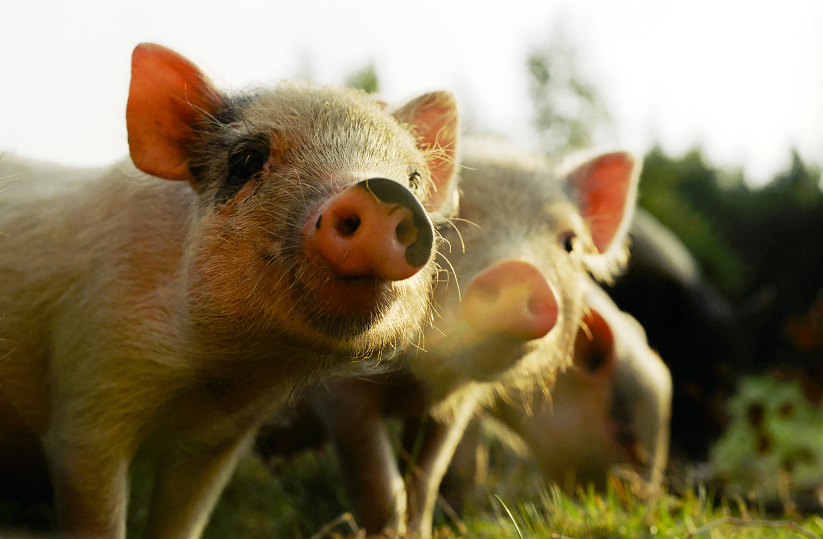 Two piglets standing side by side in a field looking at the camera