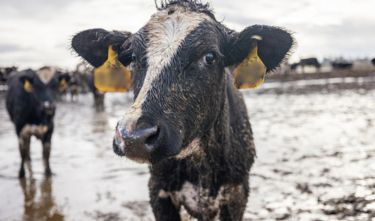 Cows standing in flood waters