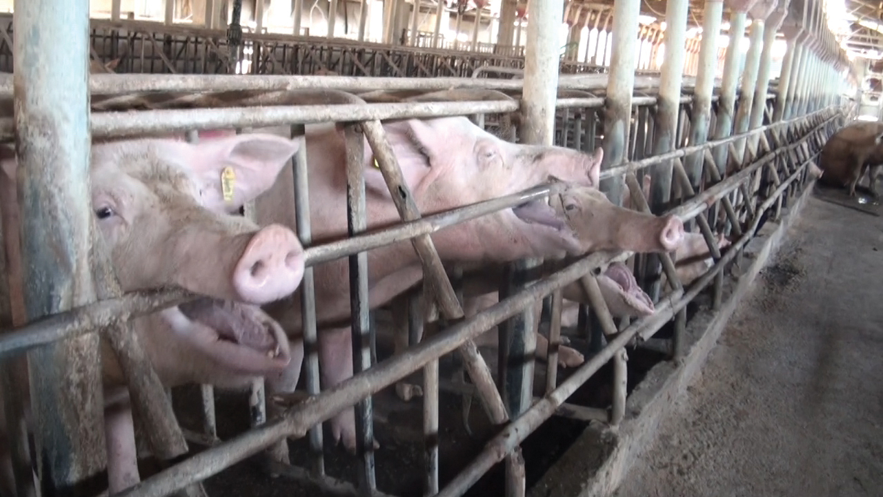 Sows in stall biting bars