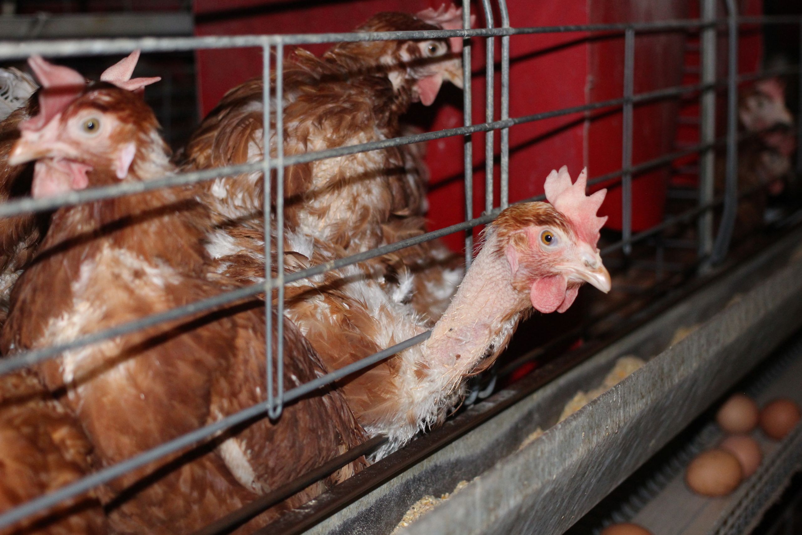 Hens crammed in a cage showing a large number of feathers lost on their bodies and necks due to pecking.