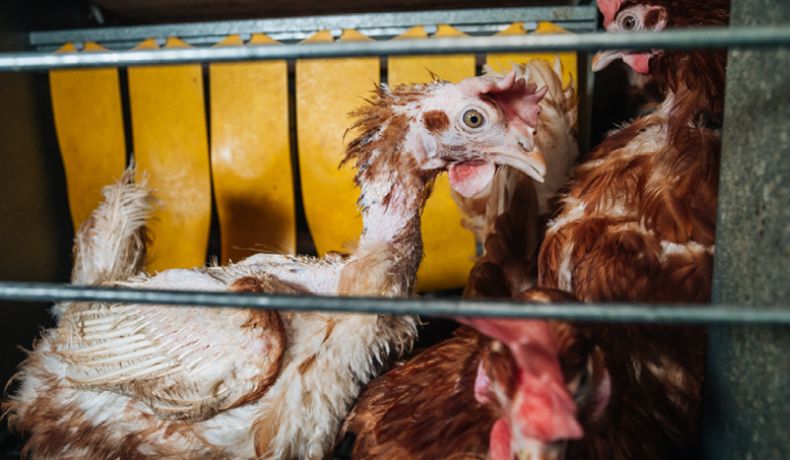 hens in a cage with feather loss