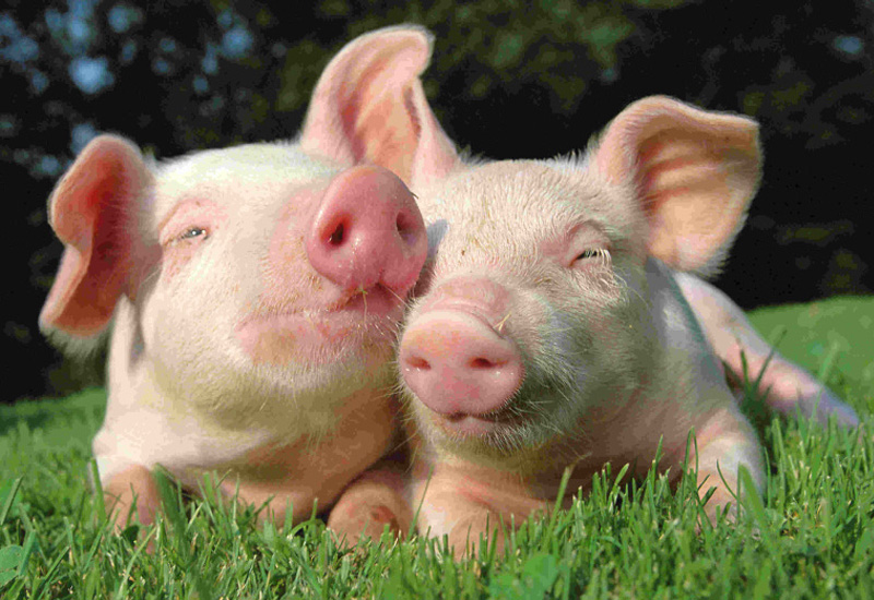 2 high welfare piglets laying next to each other in a field of green grass