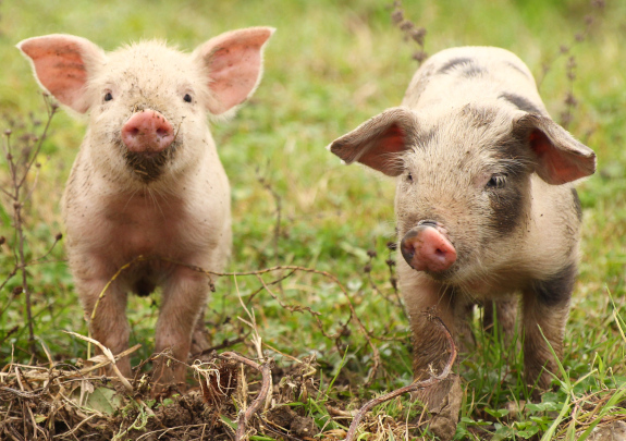 Two high welfare piglets standing in a grassy field staring at the camera