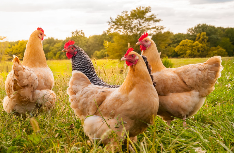 Four hens outside in a grassy field with golden sunlight on them