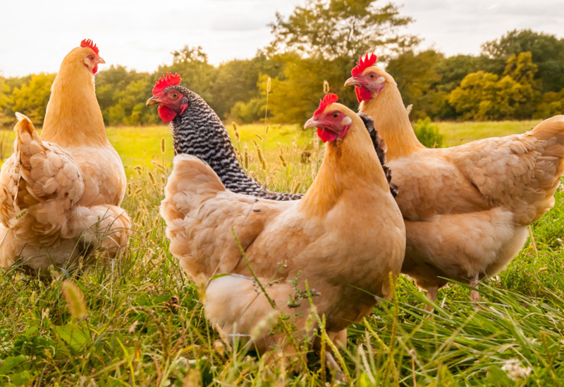 High welfare brown hens standing in a field of green grass