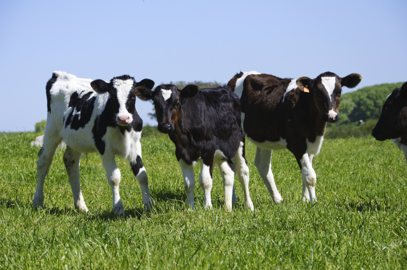 three cows in a field on a sunny day