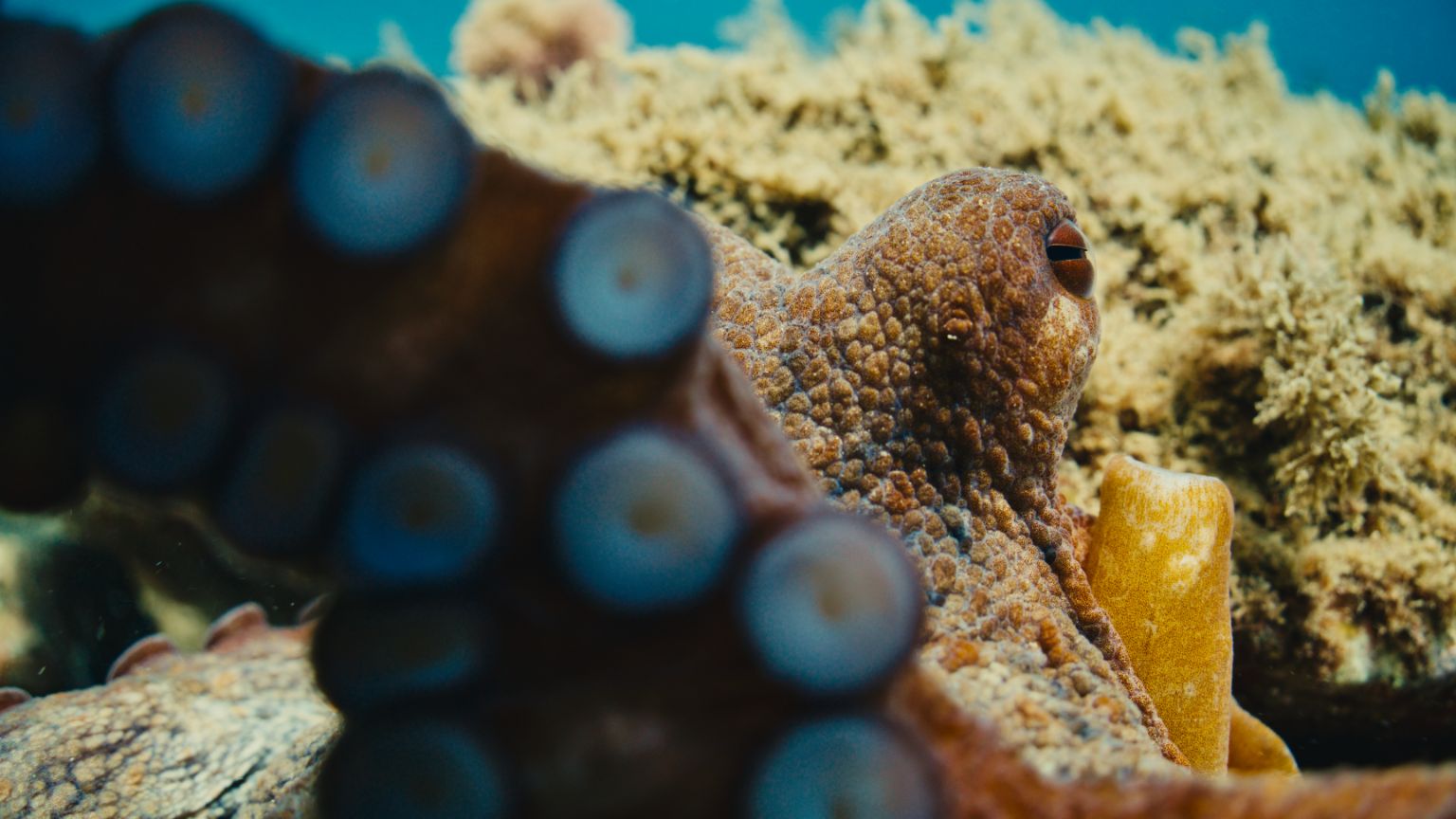Close-up of an octopus underwater, with one eye visible and its tentacle pressed against the camera lens.