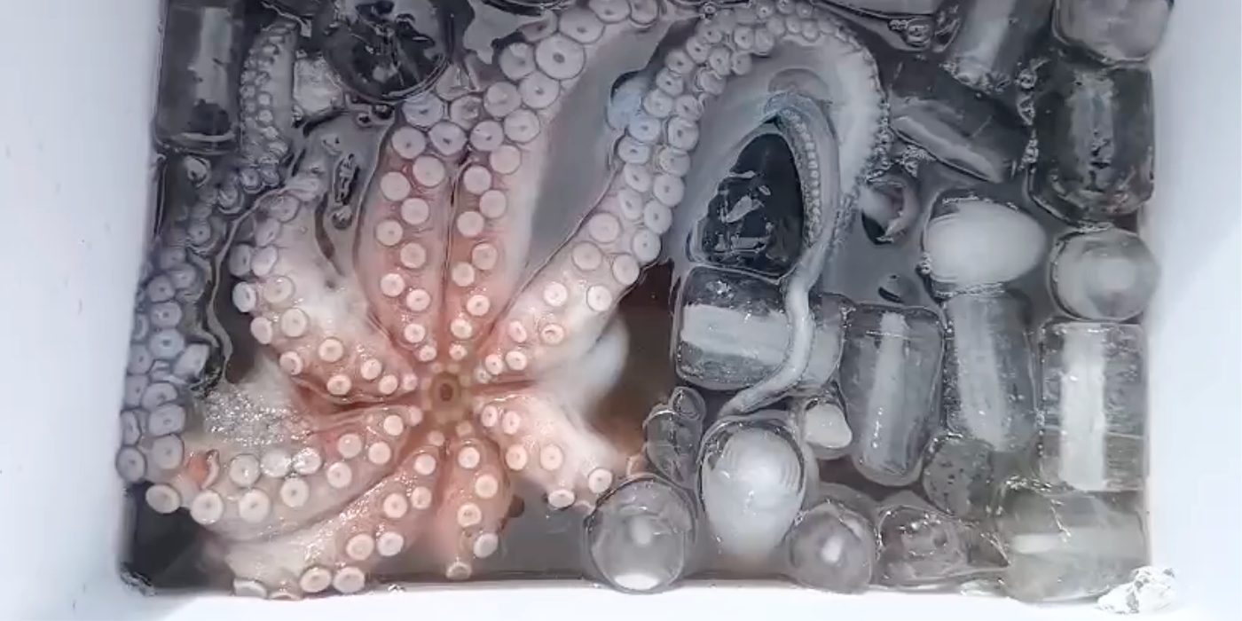 An octopus dying slowly in a bucket of ice water