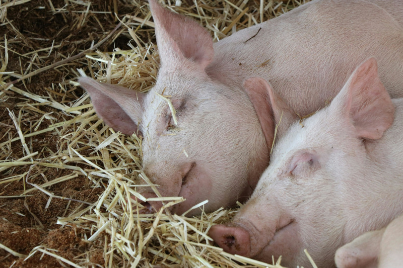 two pigs sleeping on hay