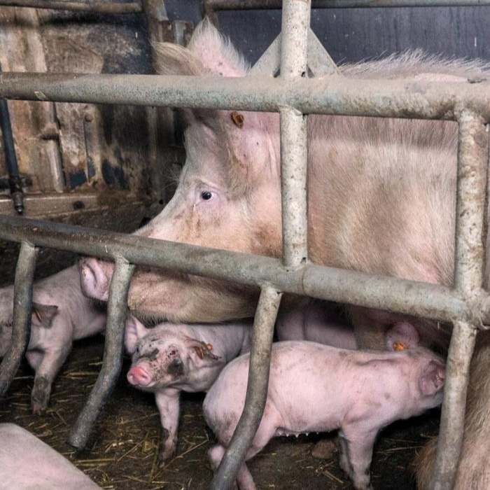 a mother pig unable to nurse her piglets whilst trapped in a cage